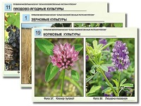 Гербарий фотографический "Сельскохозяйственные растения России" - fgospostavki.ru - Киров
