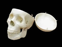 Модель "Череп человека" - fgospostavki.ru - Киров