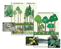 Гербарий фотографический "Растительные сообщества. Лес" (раздаточный) - fgospostavki.ru - Киров