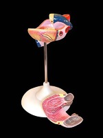Модель сердца (лабораторная) - fgospostavki.ru - Киров