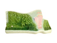 Модель строения листа - fgospostavki.ru - Киров