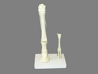 Модель "Скелет конечностей лошади и овцы" (на подставке) - fgospostavki.ru - Киров