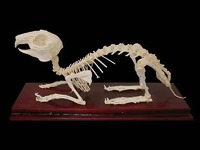 Скелет кролика - fgospostavki.ru - Киров