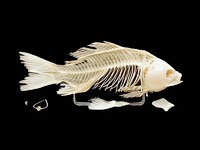 Скелет костистой рыбы - fgospostavki.ru - Киров