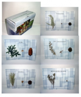 Коллекция "Голосеменные растения" - fgospostavki.ru - Киров