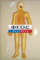 Модель барельефная "Нервная система человека" - fgospostavki.ru - Киров