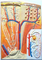 Модель барельефная "Почка" (макро-микростроение) - fgospostavki.ru - Киров