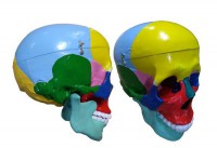 Модель "Череп" (с раскрашенными костями) - fgospostavki.ru - Киров