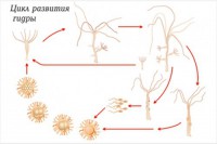 Модель-аппликация Строение и цикл развития гидры - fgospostavki.ru - Киров