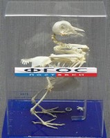 Скелет голубя - fgospostavki.ru - Киров