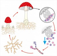 Модель-аппликация Размножение шляпочного гриба - fgospostavki.ru - Киров
