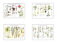 Плакаты ПРОФТЕХ "Систематика растений" (4 пл, винил, 70х100) - fgospostavki.ru - Киров