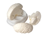 Модель мозга в разрезе - fgospostavki.ru - Киров