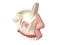 Модель носа в разрезе - fgospostavki.ru - Киров