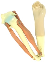 Модель локтевого сустава подвижная - fgospostavki.ru - Киров