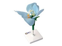 Модель цветка гороха - fgospostavki.ru - Киров