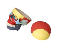 Модель "Череп человека с раскрашенными костями" - fgospostavki.ru - Киров