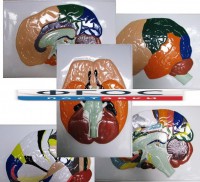 Модель барельефная "Доли, извилины, цитоархитектонические поля головного мозга" (5 планшетов) - fgospostavki.ru - Киров