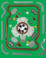 Модель-аппликация "Строение клетки" (набор из 54 пластмассовых фигур) - fgospostavki.ru - Киров