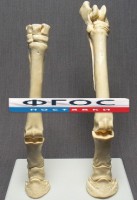Скелет конечности лошади (передняя и задняя) на подставке - fgospostavki.ru - Киров