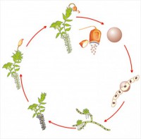 Модель-аппликация Размножение мха - fgospostavki.ru - Киров