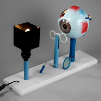 Модель "Зрение" (электрическая) - fgospostavki.ru - Киров