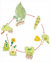 Модель-аппликация Размножение папоротника - fgospostavki.ru - Киров