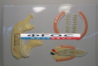 Модель барельефная "Челюсть человека" - fgospostavki.ru - Киров