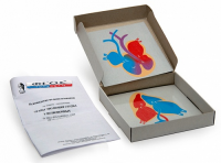 Модель-аппликация "Этапы эволюции сердца у позвоночных" (набор из 4 карт) - fgospostavki.ru - Киров