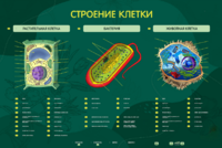 Электрифицированный стенд "Строение клетки" с маркерными полями - fgospostavki.ru - Киров