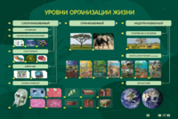 Электрифицированный стенд "Уровни организации жизни" - fgospostavki.ru - Киров