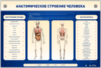 Электрифицированный стенд-тренажер c макетом скелета "Анатомическое строение человека" - fgospostavki.ru - Киров