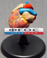 Модель "Сердце" (лабораторная) - fgospostavki.ru - Киров