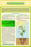 Стенд "Фотосинтез" - fgospostavki.ru - Киров