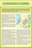 Стенд "Биосинтез белка" - fgospostavki.ru - Киров