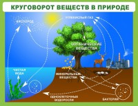 Стенд "Круговорот веществ" - fgospostavki.ru - Киров