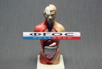 Модель Торс человека 42 сантиметра - fgospostavki.ru - Киров