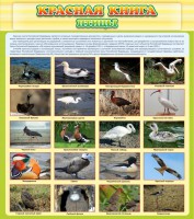 Стенд "Красная книга - птицы" - fgospostavki.ru - Киров