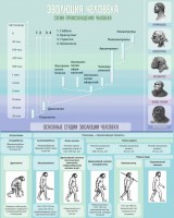 Стенд "Эволюция человека" Вариант 1 - fgospostavki.ru - Киров