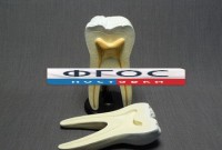 Модель "Строение зуба" - fgospostavki.ru - Киров