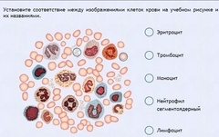 Интерактивные курсы. Биология 11 класс. Расширенный. - fgospostavki.ru - Киров