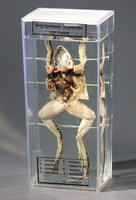 Влажный препарат "Внутреннее строение лягушки" - fgospostavki.ru - Киров