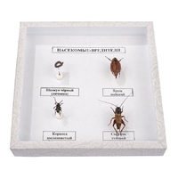 Коллекция энтомологическая "Насекомые вредители" - fgospostavki.ru - Киров