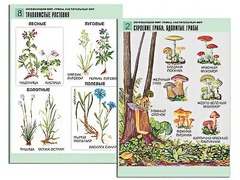 Комплект таблиц "Окружающий мир. Грибы. Растительный мир" (12 таблиц, А1, ламинированные) - fgospostavki.ru - Киров