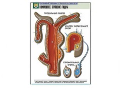 Рельефная таблица "Внутреннее строение гидры" - fgospostavki.ru - Киров