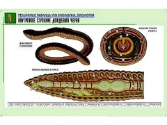 Рельефная таблица "Внутреннее строение дождевого червя" (формат А1, матовое ламинирование) - fgospostavki.ru - Киров