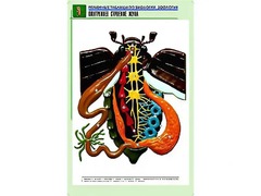 Рельефная таблица "Внутреннее строение жука" (формат А1, матовое ламинирование) - fgospostavki.ru - Киров