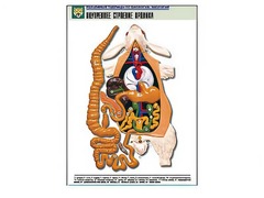 Рельефная таблица "Внутреннее строение кролика" (формат А1, матовое ламинирование) - fgospostavki.ru - Киров