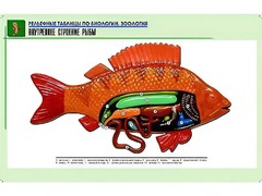 Рельефная таблица "Внутреннее строение рыбы" (формат А1, матовое ламинирование) - fgospostavki.ru - Киров