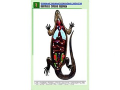 Рельефная таблица "Внутреннее строение ящерицы" (формат А1, матовое ламинирование) - fgospostavki.ru - Киров